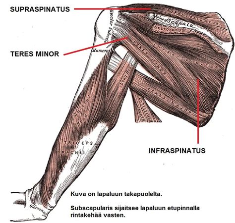 pieni lierelihas|Kiertäjäkalvosin: lihaksien anatomia, tehtävät ja vahvistaminen